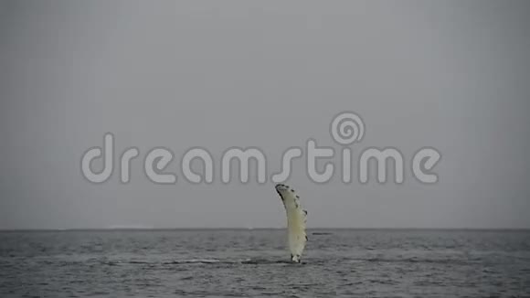 阿纳斯特卡的驼背鲸视频的预览图
