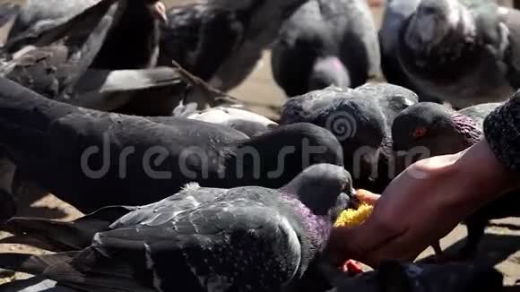 灰鸽子是由一个邋遢女人喂粮的视频的预览图