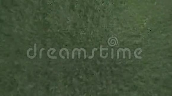 新鲜的绿色草地从顶部拍摄风流动无缝平铺纹理小低矮草坪完美的数字视频的预览图