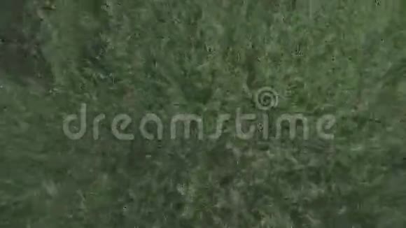 新鲜的绿色草地从顶部拍摄风流动无缝平铺纹理小低矮草坪完美的数字视频的预览图