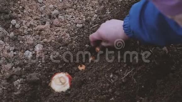 早春在温室里种洋葱的女农民视频的预览图