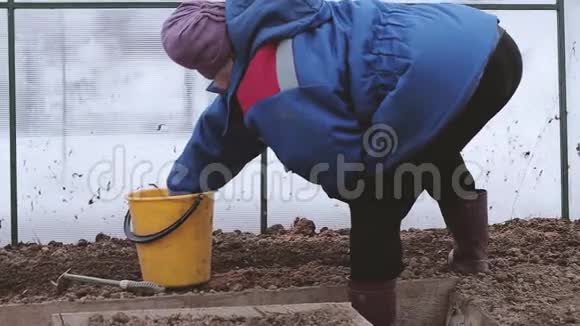 早春在温室里种洋葱的女农民视频的预览图