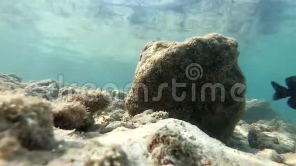 亚洲水下鱼类生活泰国动物水生蓝色鱼类海洋珊瑚礁海洋热带水视频的预览图