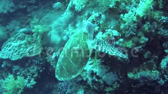 红海狮身人面像礁上的软珊瑚视频的预览图
