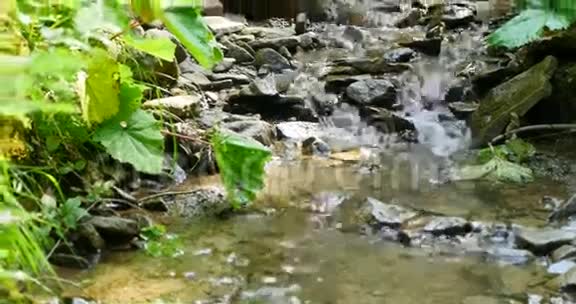 秋天树林里的小溪视频的预览图