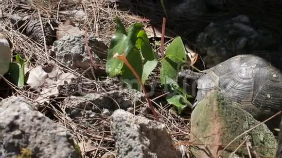 乌龟躺在石头和草地上视频的预览图