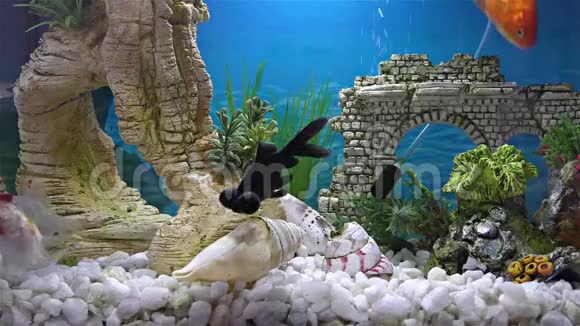 鱼缸里的鱼金鱼黑望远镜金鱼视频的预览图