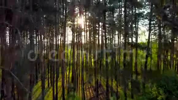 在树林里太阳光线穿过树林视频的预览图