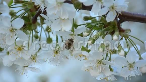 蜜蜂收集树上樱花的花粉视频的预览图