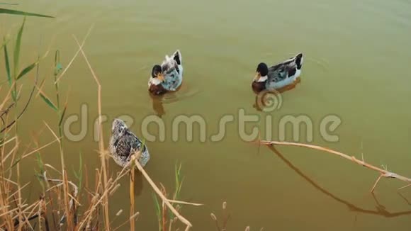 三只鸭子在池塘里游泳视频的预览图