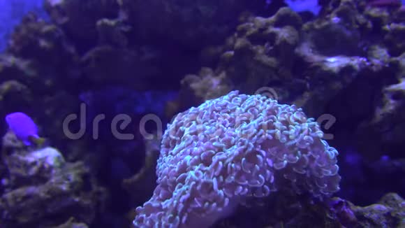 热带珊瑚礁水下拍摄海葵和柔软的珊瑚生机勃勃的色彩视频的预览图