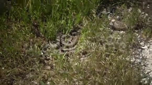 一条水蛇在捕猎纳翠丝视频的预览图
