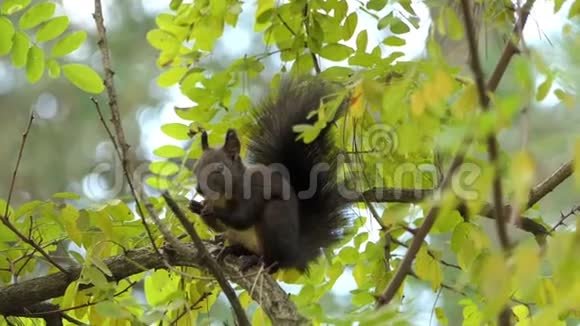 一只黑松鼠在邋遢的树枝上吃一些食物视频的预览图