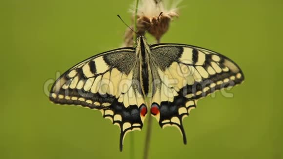 燕尾蝴蝶帕皮里奥马乔恩移动翅膀视频的预览图