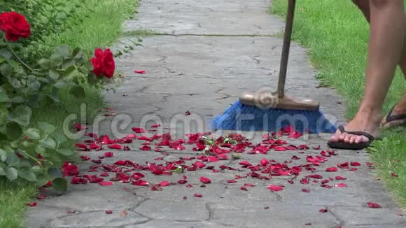 在公园的小路上把落在地上的玫瑰花瓣合上4K视频的预览图