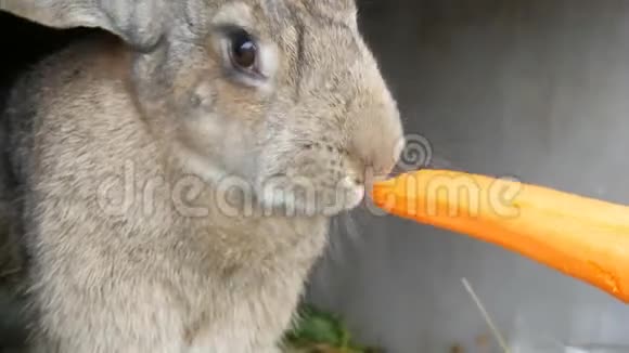 有趣的很大的灰色兔子咀嚼或吃胡萝卜复活节概念视频的预览图
