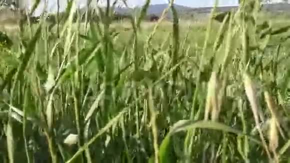 草地在微风中移动视频的预览图