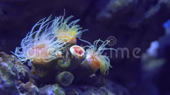 热带珊瑚礁水下生物海葵和柔软的珊瑚生机勃勃的色彩视频的预览图