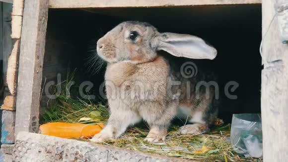 有趣的灰色大兔子在大胡萝卜附近的一个开放的笼子里环顾四周复活节概念视频的预览图