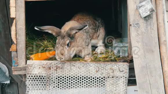 有趣的灰色大兔子在大胡萝卜附近的一个开放的笼子里环顾四周复活节概念视频的预览图