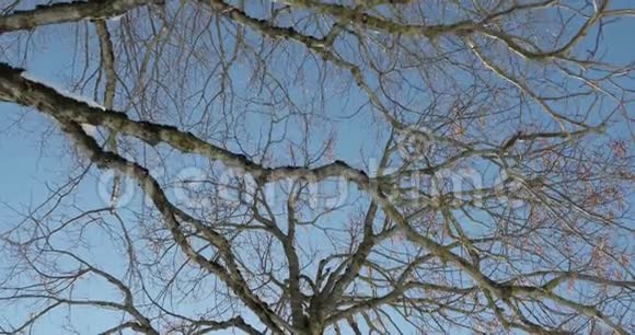 一棵参天老树的枝干视频的预览图