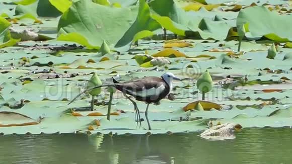 荷叶上的雉尾雅ana鸟视频的预览图