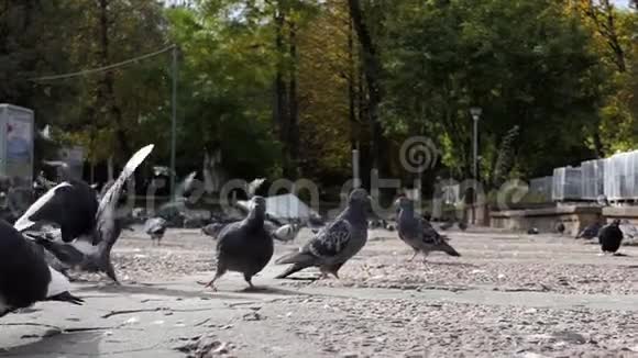 灰鸽子飞着在阳光明媚的广场上漫步视频的预览图