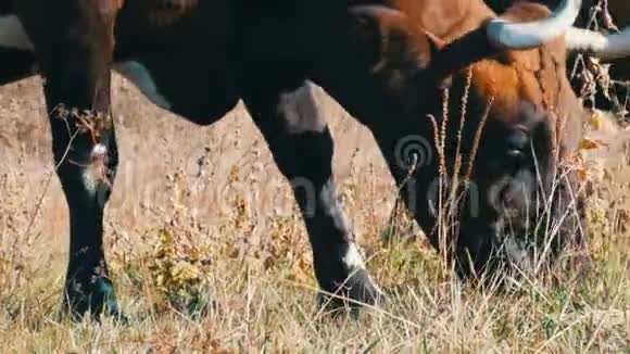 深秋一头牛在草地上放牧视频的预览图