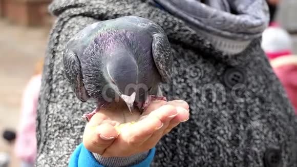 一只灰鸽子用邋遢的邋遢女人的手吃黄粮视频的预览图