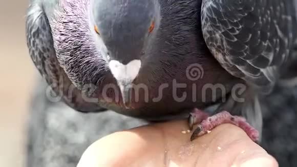 一只鸽子用邋遢的女人手吃谷物的特写视频的预览图