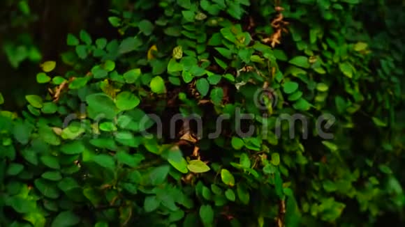 灌木丛中有绿色和干燥的叶子放置在森林里视频的预览图