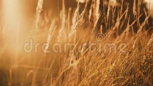 透过金色的耳朵和阳光闪烁的草地近距离观看野生草原视频的预览图