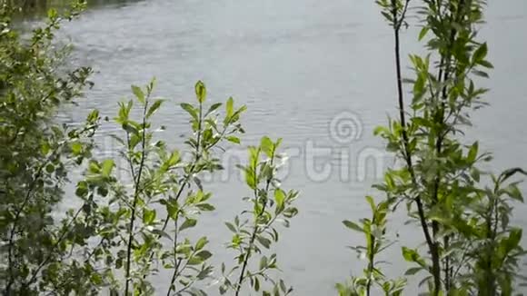 泛滥成灾的河水缓缓流淌绿树葱茏视频的预览图