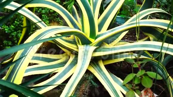 巨大的植物生长着绿色和黄色的叶子视频的预览图