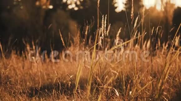 透过金色的耳朵和阳光闪烁的草地近距离观看野生草原视频的预览图