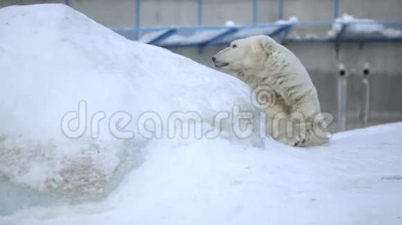 北极熊在动物园冬天睡觉视频的预览图