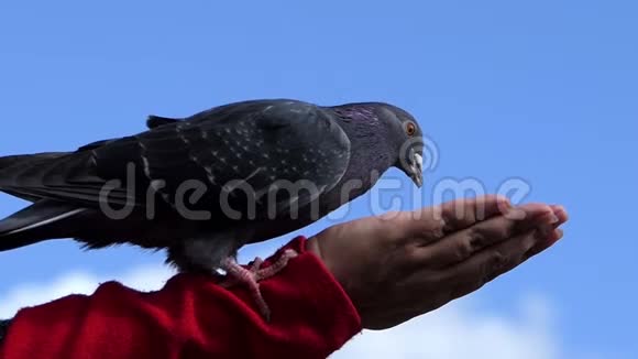 一只快乐的鸽子从一个女人的手掌里吃谷物视频的预览图