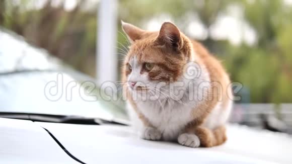 可爱的姜塔比猫躺在车上警觉地环顾四周专注于它的眼睛4K电影慢动作视频的预览图