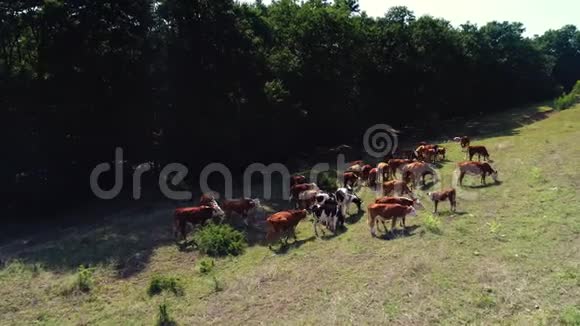 在葡萄园附近的乡间草地上牛群的鸟瞰图视频的预览图