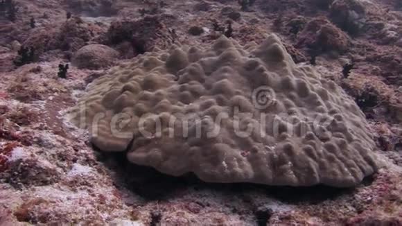 珊瑚大脑在沙底的背景五颜六色的珊瑚水下在海洋视频的预览图