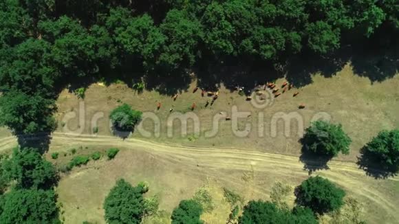 在葡萄园附近的乡间草地上牛群的鸟瞰图视频的预览图
