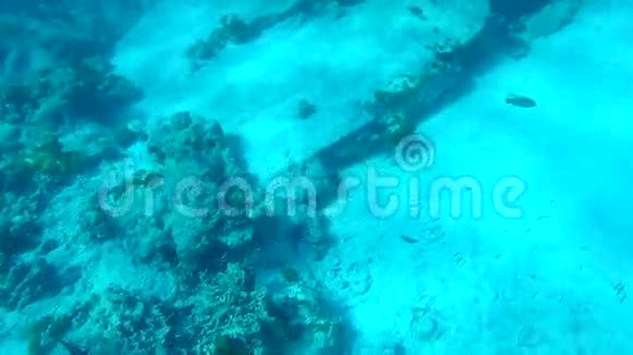 泰国西米兰群岛附近安达曼海吃珊瑚的鱼高清去亲水下慢速运动视频的预览图