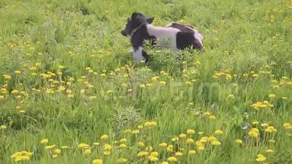 斑斑的黑白牛被放牧用黄色盛开的蒲公英在田野上喂养田园诗般的夏日景象视频的预览图
