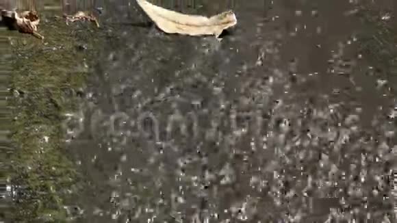 溪水在石头上流过青草和枯叶视频的预览图