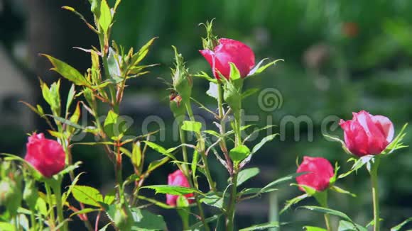 红玫瑰的灌木丛不开花视频的预览图