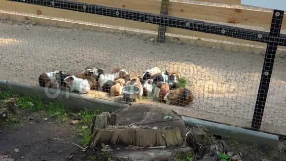 很多豚鼠在动物园的笼子里吃草视频的预览图