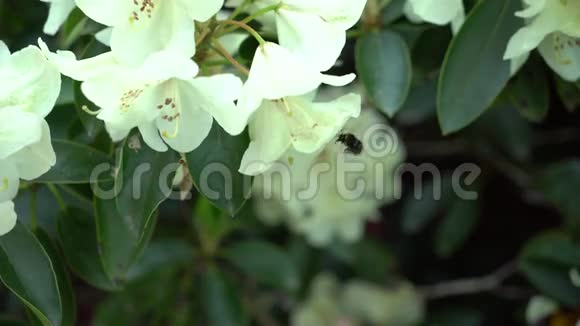 白色杜鹃花上的蜜蜂颜色校正视频的预览图