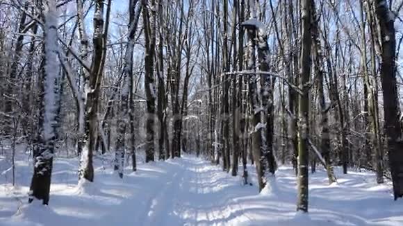 在冬季森林的滑雪道上行走视频的预览图