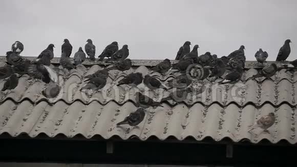 一群鸽子坐在屋顶上视频的预览图