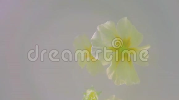浅黄色的花朵漂浮在单音背景上视频的预览图